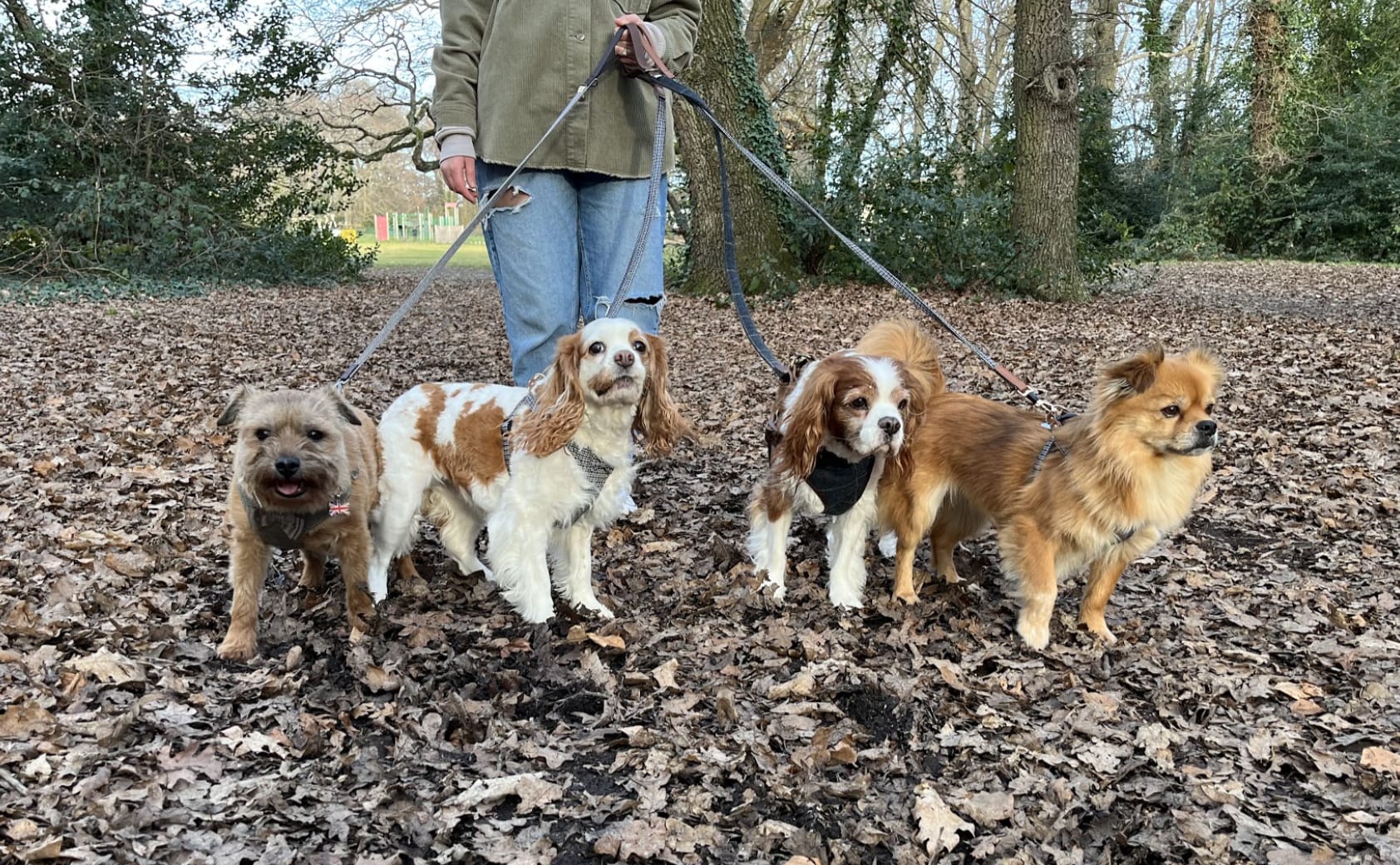 Pawsome Daycare Dog walking and daycare in Southampton